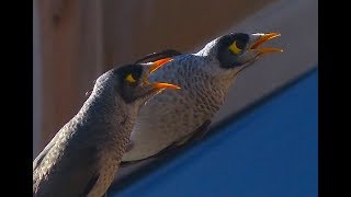 Pigeon attack noisy miners [upl. by Deragon]