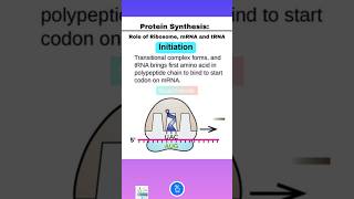 Protein Synthesis Initiation Elongation and Termination and Role of Ribosome mRNA and tRNA [upl. by Sido]