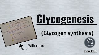 Glycogenesis  Glycogen Synthesis  Glycogen metabolism  Carbohydrate metabolism  Biochemistry [upl. by Kyre]