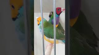 Amazing Gouldian Finch Bird shortsviral shortsvideo [upl. by Julie]