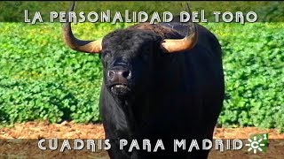 Toros de Cuadri con personalidad cuatreños inseparables para Madrid  Toros desde Andalucía [upl. by Attelra]