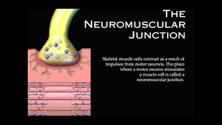 The Neuromuscular Junction [upl. by Bea]