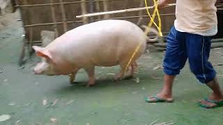 pig farm Bongaigaon [upl. by Ingar]