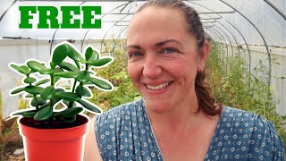 Score Free Plants Mastering The Art Of Propagation With My Top Tips And Tricks [upl. by Egiarc]