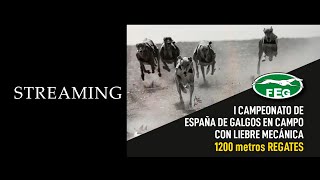 Emisión en directo de Fedegalgos Federación Española de Galgos [upl. by Bess917]