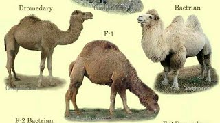 types of camelsdromedary camelbactrian camelwild bactrian camelhybrid camel [upl. by Aicilanna]