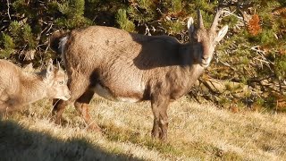 Дикие Альпийские горные козлы 🐐🐐🐐 Niederhorn [upl. by Dene16]