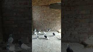 Pigeon breeding season start my pigeon loft [upl. by Bornie]