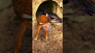 Mouse Deer ✮ The weirdest animal youve never heard of [upl. by Aicala]