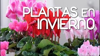 Como cuidar de las plantas en el invierno [upl. by Burrows]