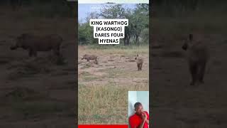 NEW TRENDING KING OF SAVANNAH WARTHOG KASONGO YEYE MEETS HYENAS [upl. by Enobe160]