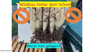 Wildbau hinter dem Schied und die mögliche Ursache [upl. by Raven]