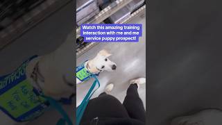 Amazing service dog training interaction dog servicedog youtubeshorts shorts fyp training [upl. by Jabez100]