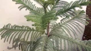 How to Grow Araucaria plant Norfolk Island Pine care and tips  Christmas Tree  care and tips [upl. by Kumar]