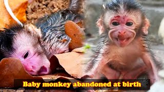 Baby monkey abandoned as soon as it was born the mother monkey did not love her child [upl. by Tsenre]