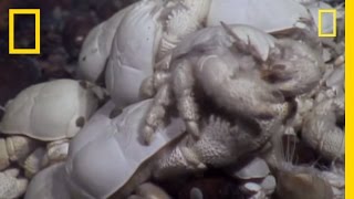 Ghostly Yeti Crab Swarms Discovered Near Antarctica  National Geographic [upl. by Akilegna]