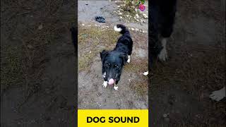 Dog Sound Play to your dog funny dogsound [upl. by Fisher822]