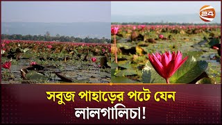 পাহাড়ের নিচে মুগ্ধতা ছড়াচ্ছে লাল শাপলা  Water lilies  Sunamganj News  Channel 24 [upl. by Matthews467]