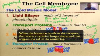 Chapter 7 Part 10  Cell Membrane [upl. by Annanhoj]