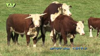 Hereford cattle  Veluwe  Grote grazers op de Posbank [upl. by Fredenburg317]