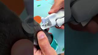 How to Trim Your Dogs Nails Safely shorts HowtoTrimYourDogs NailsSafely [upl. by Dutchman868]