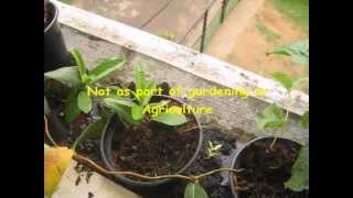 Mandevilla Propogation  Simple amp Successful [upl. by Gusta208]