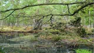 Fischland Darß Zingst  Natur [upl. by Swain]