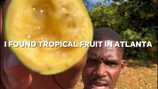 POV finding a tropical fruit in Atlanta [upl. by Juieta]