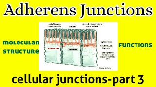 Molecular Structure amp Functions of Adherens Junctions  Cell Junction  AM Biologie Notes [upl. by Yerkovich]