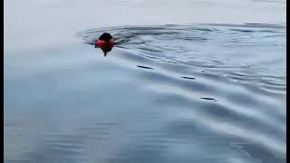 Rivers Edge Standard poodle Rio retrieving training 2024 [upl. by Dnomyad178]