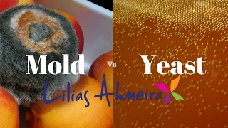 Mold vs Yeast [upl. by Groeg]