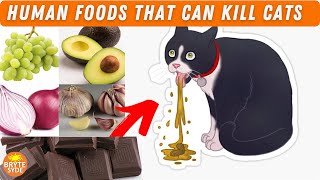 10 Most Toxic Human Foods That Are Harmful To Your Cats [upl. by Ardnuas]