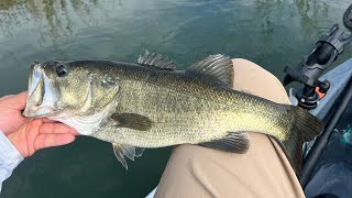 Lake Bastrop Largemouth Bass FALL Fishing 11182023 StrayCaster [upl. by Dej]