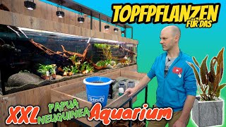 Pflanzen für XXL das Neuguinea Biotop Aquarium  Die Einfahrphase beginnt [upl. by Danila301]