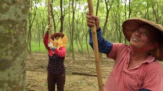 Tree To Tub Soapberry Production Process [upl. by Octavian]