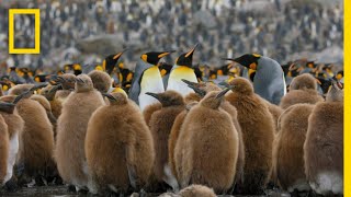 Go Inside an Antarctic City of 400000 King Penguins — Ep 4  Wildlife Resurrection Island [upl. by Eruza]