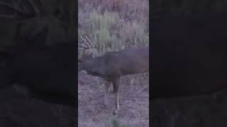 Bow hunting whitetail monster whitetaildeer america [upl. by Hapte]