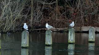 Common Gulls preening [upl. by Magner477]