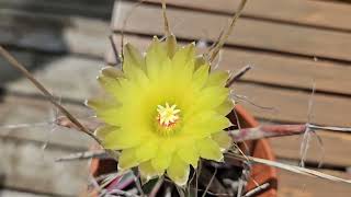 Leuchtenbergia principis in bloom August 2024 [upl. by Astor]