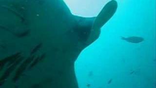 mantas amp whale sharks at tofomozambique [upl. by Ellett]