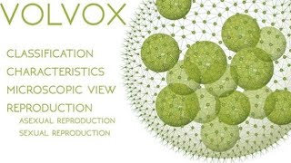 Volvox colony systematic position habitat  size and reproduction of Volvox [upl. by Noman]