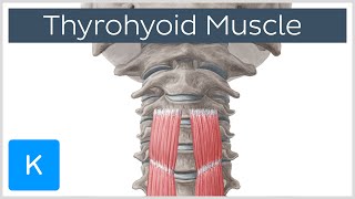 Thyrohyoid Muscle Origin and Insertion  Human Anatomy  Kenhub [upl. by Kendricks]