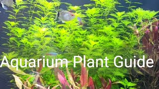 Aquarium Plant Guide  Myriophyllum mattogrossense [upl. by Einapets]