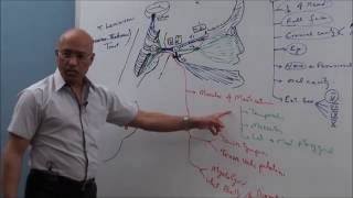 Trigeminal System  Neuroanatomy [upl. by Ardine897]