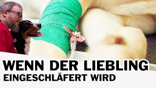 😭 Euthanasie  Wenn der Liebling eingeschläfert wird 😭 [upl. by Itaws]