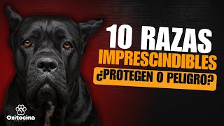 10 Razas de Perros Protectores El Secreto de su Éxito [upl. by Norene868]