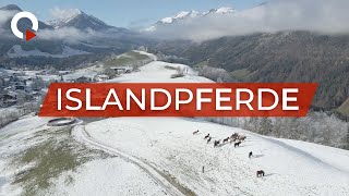 Die Islandpferde von Thiersee Teil 1  QUFSTEINTV [upl. by Mercer]