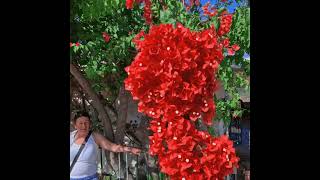 Flowers from Kefalonia Melissani Cave IV [upl. by Andy329]