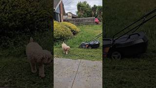 Lawn maintenance telugu dog shortsfeed shortsvideo shorts shortvideo youtubeshorts animals [upl. by Roy650]