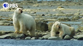 Polar Bears Hunt Beluga Whales [upl. by Loux]